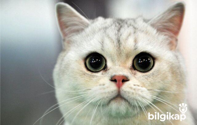Kedi Masajı  Evcil Hayvanlar Kedi Bakımı